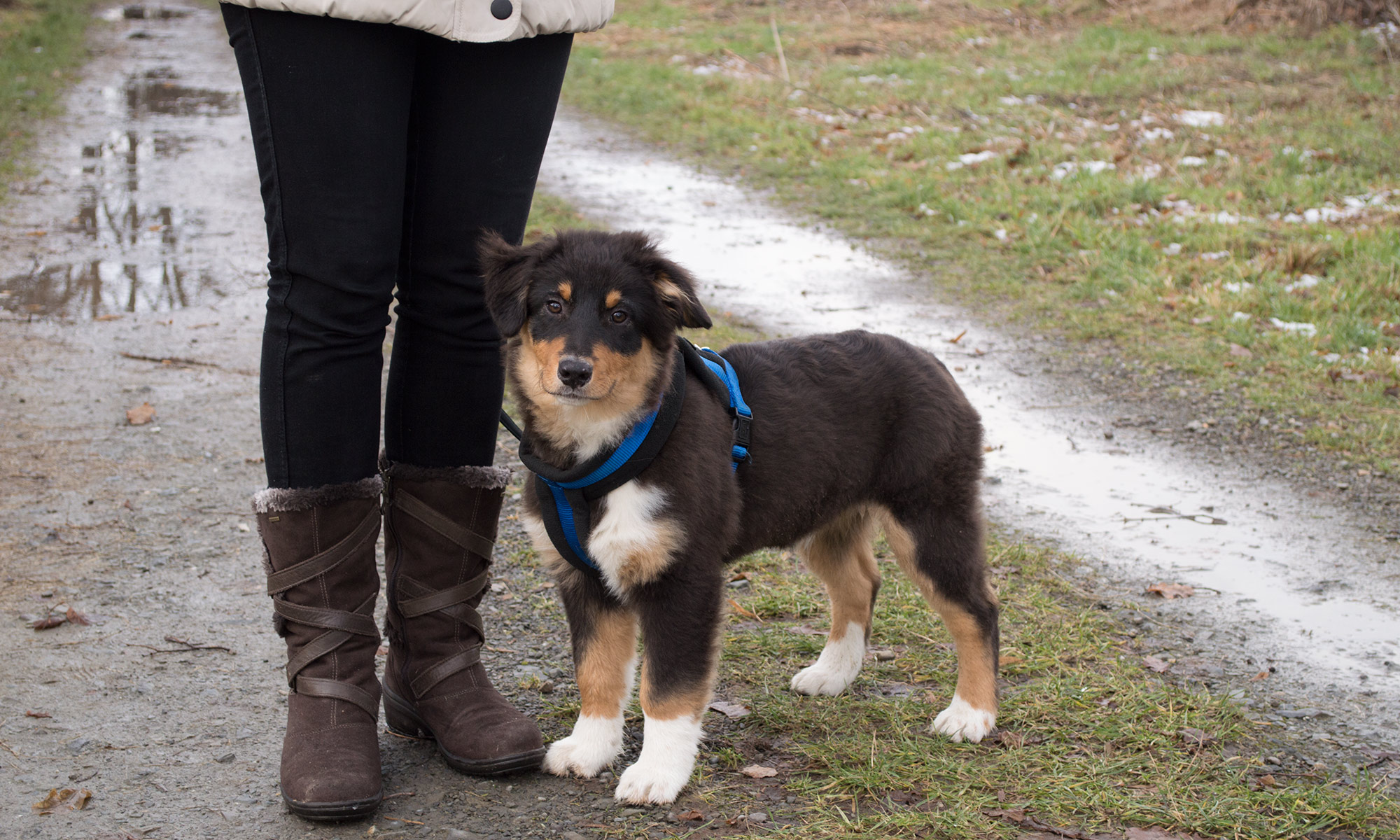 Australian Shepherd Merlin